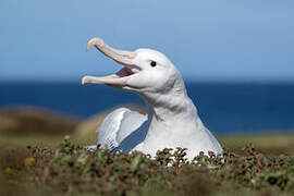 Snowy Albatross