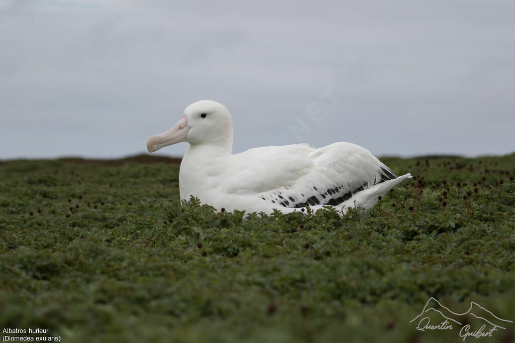 Snowy Albatross