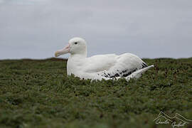 Snowy Albatross