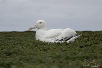 Albatros hurleur