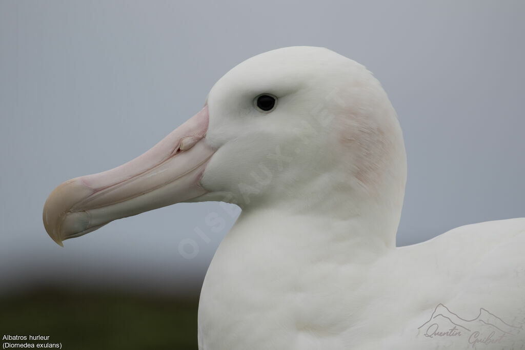 Wandering Albatross