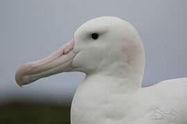 Snowy Albatross