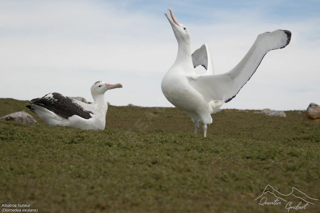 Albatros hurleur