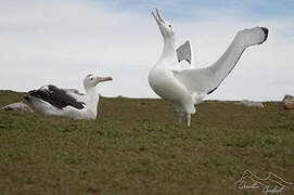 Snowy Albatross