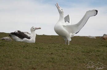 Albatros hurleur