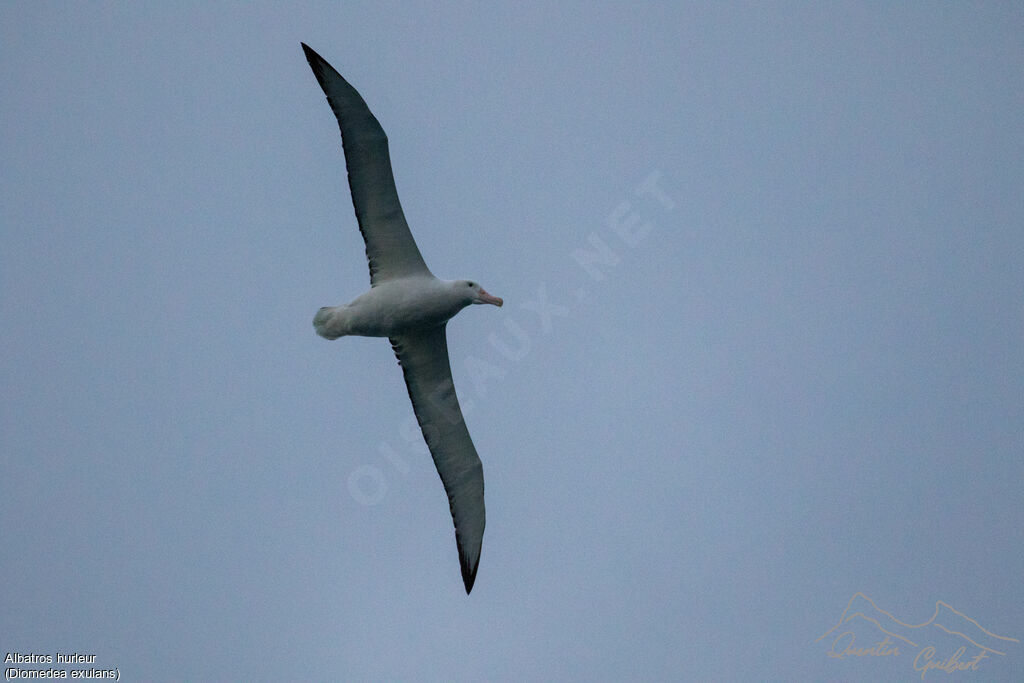 Albatros hurleur