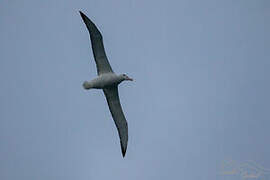 Wandering Albatross