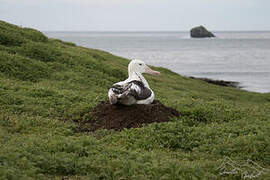 Wandering Albatross