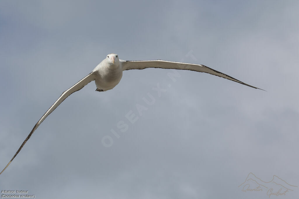 Wandering Albatross