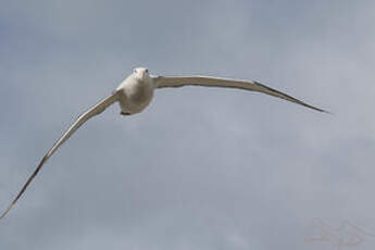 Albatros hurleur