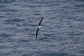 Northern Royal Albatross