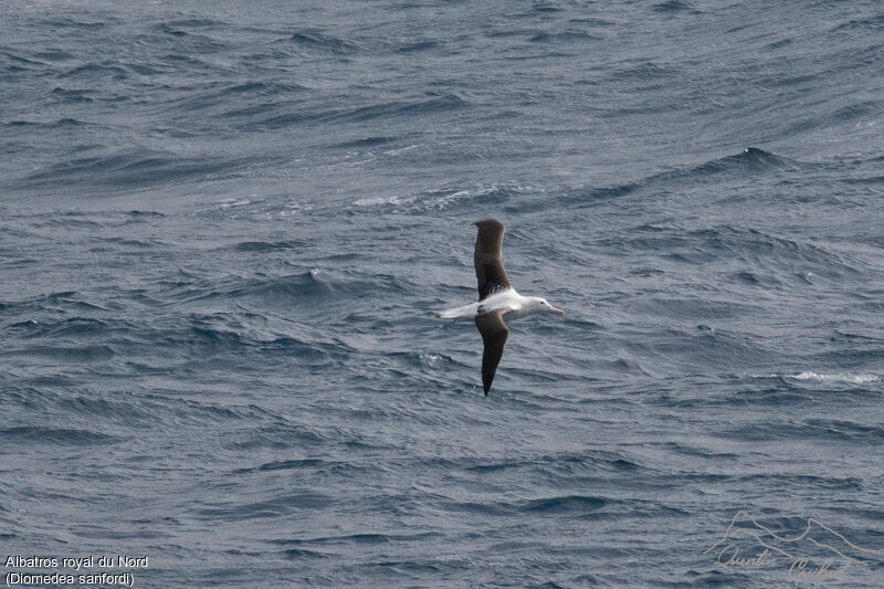 Albatros royal du Nord, identification, Vol