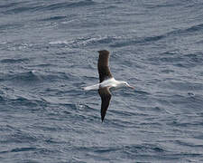 Northern Royal Albatross