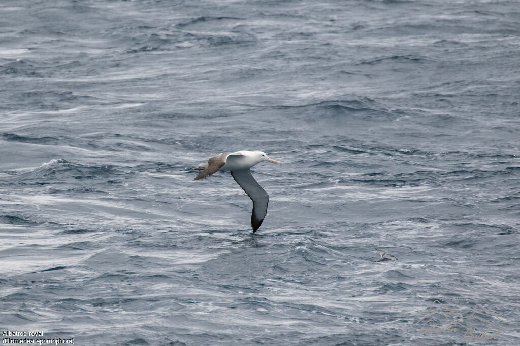 Southern Royal Albatross