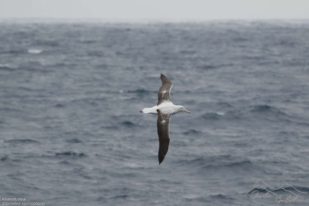 Southern Royal Albatross