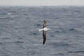 Southern Royal Albatross