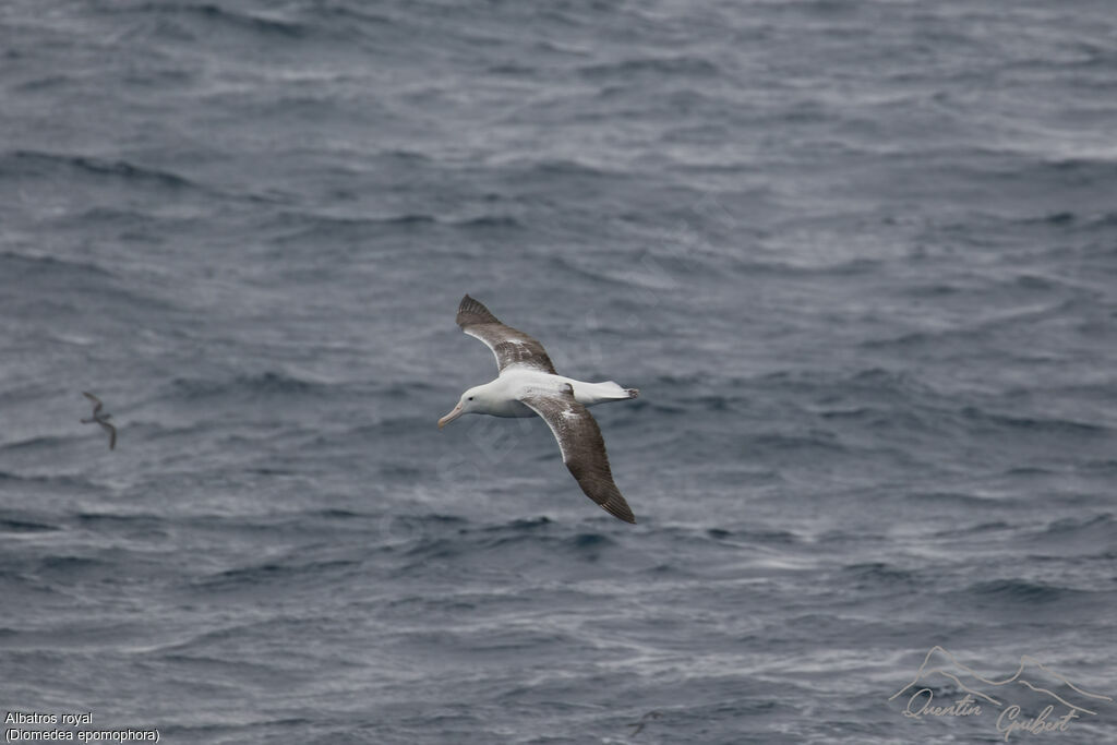 Albatros royal