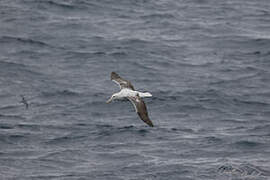 Southern Royal Albatross