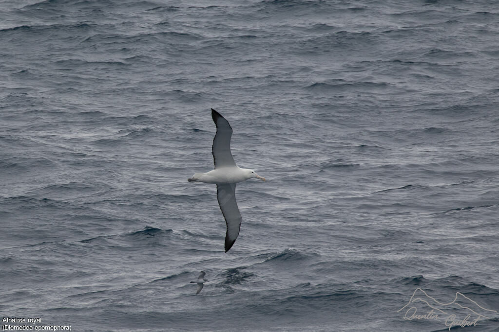 Southern Royal Albatross