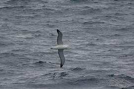 Southern Royal Albatross