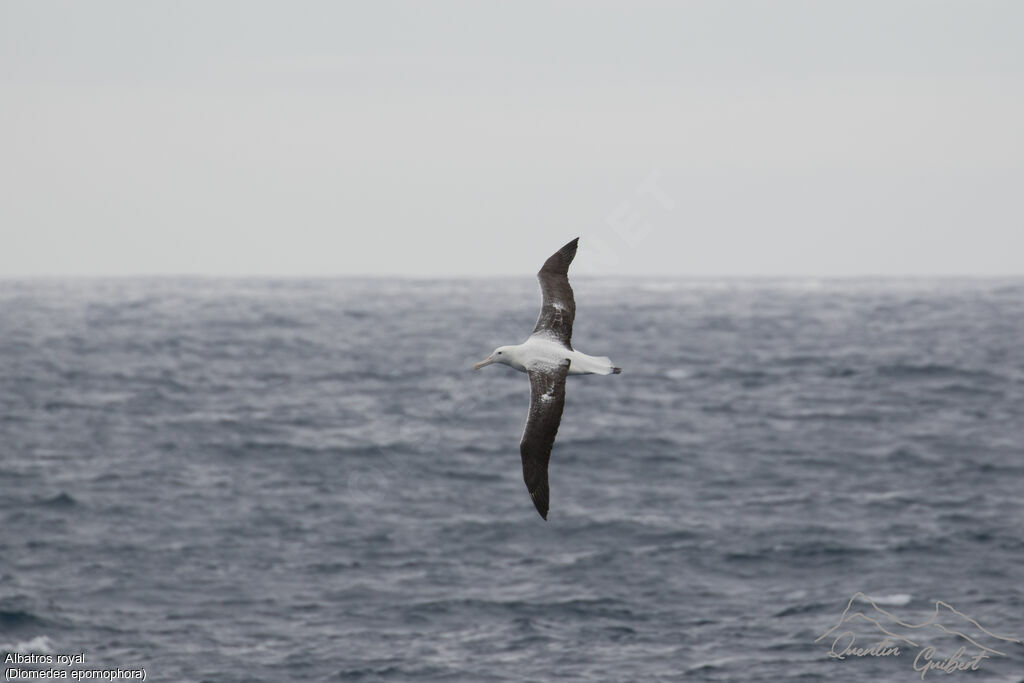 Southern Royal Albatross