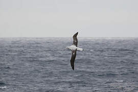 Southern Royal Albatross