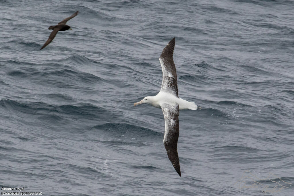 Southern Royal Albatross