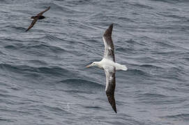 Southern Royal Albatross