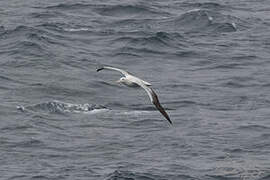 Southern Royal Albatross