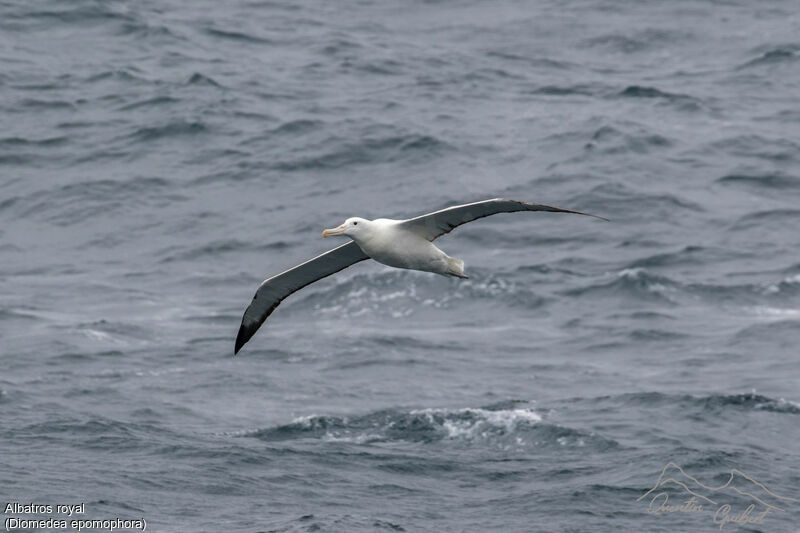 Albatros royal