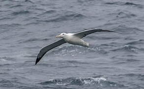 Southern Royal Albatross