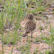 Sabota Lark