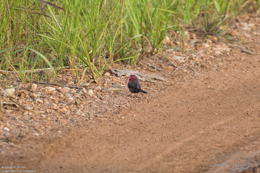 Bar-breasted Firefinch