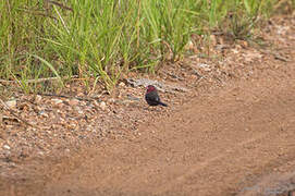 Bar-breasted Firefinch