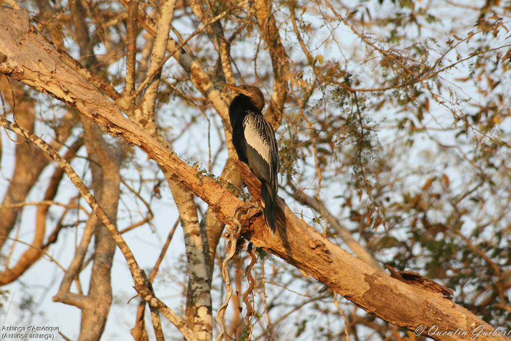 Anhinga d'Amérique