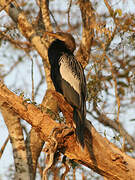 Anhinga