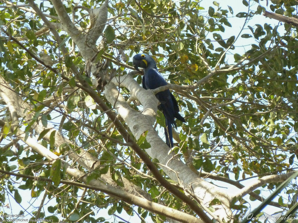 Hyacinth Macaw