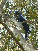 Hyacinth Macaw