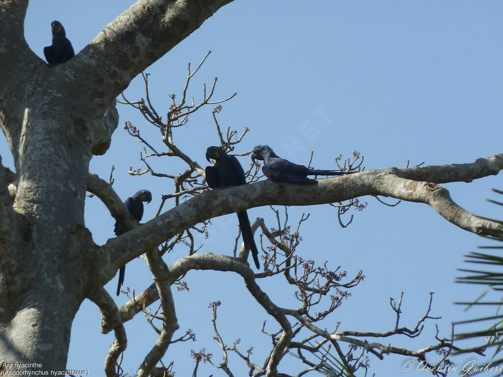 Hyacinth Macaw