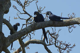 Hyacinth Macaw