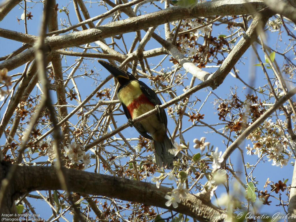 Chestnut-eared Aracari