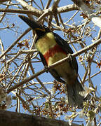 Chestnut-eared Aracari