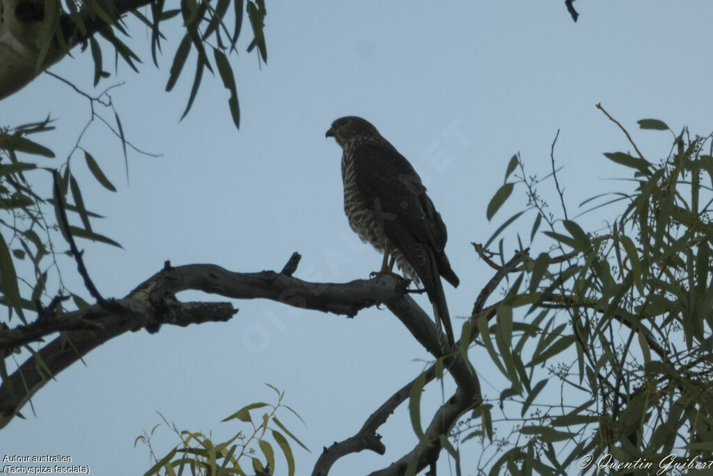 Brown Goshawk