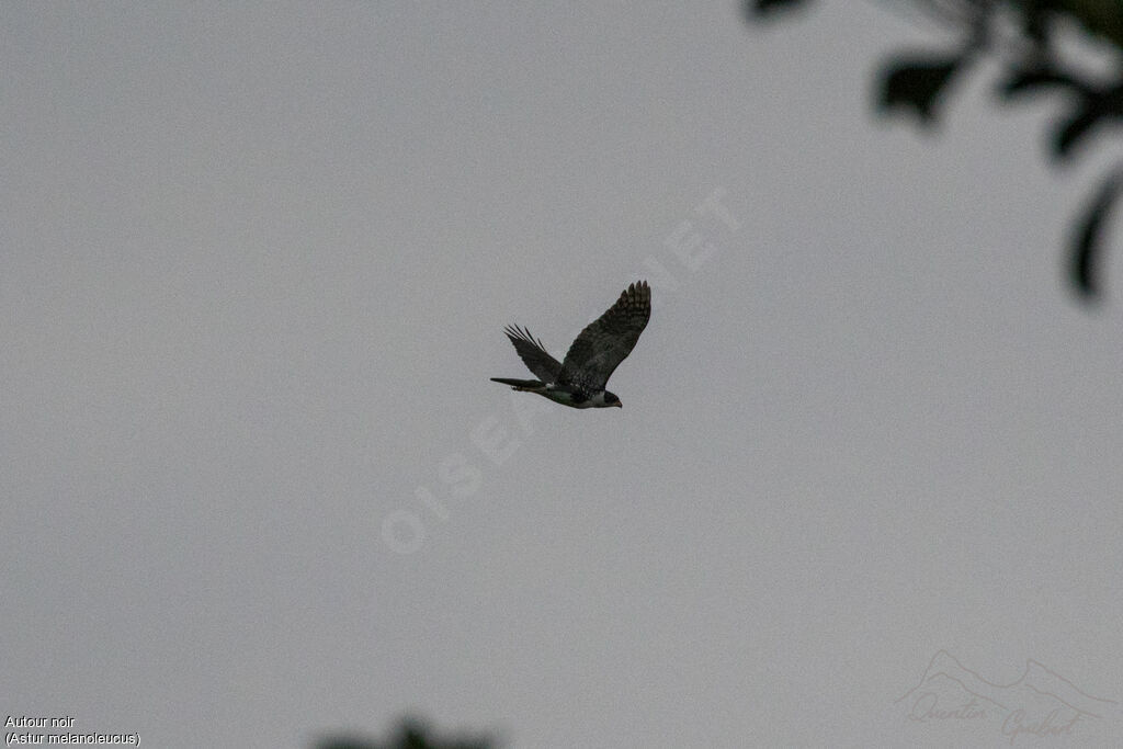 Black Sparrowhawkadult, identification, Flight