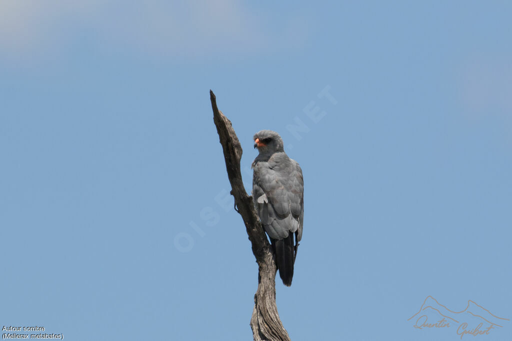 Dark Chanting Goshawk