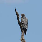 Dark Chanting Goshawk