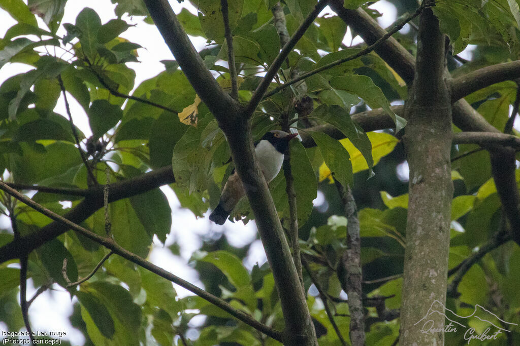 Red-billed Helmetshrikeadult breeding, identification