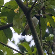 Red-billed Helmetshrike