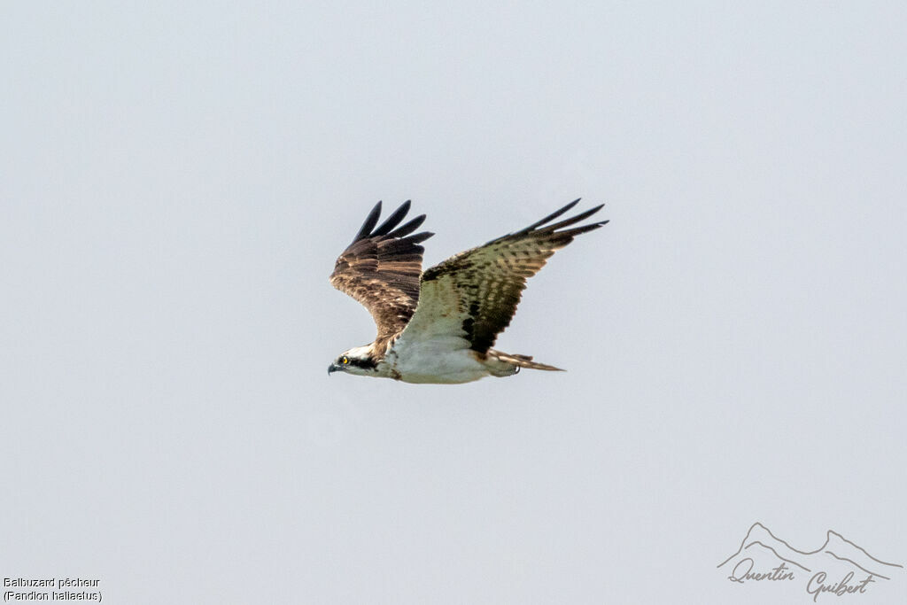 Balbuzard pêcheur