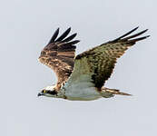 Balbuzard pêcheur
